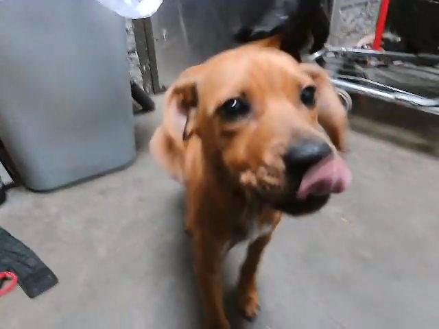 REBA - Labrador Retriever available for adoption