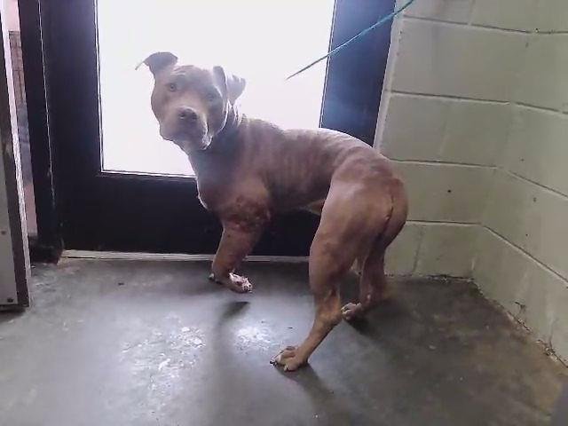 TURFF - Pit Bull Terrier available for adoption