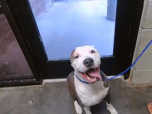 COSMO - Pit Bull Terrier available for adoption