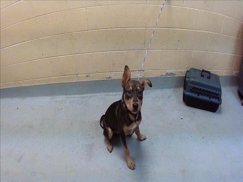 HAMMY - German Shepherd Dog available for adoption