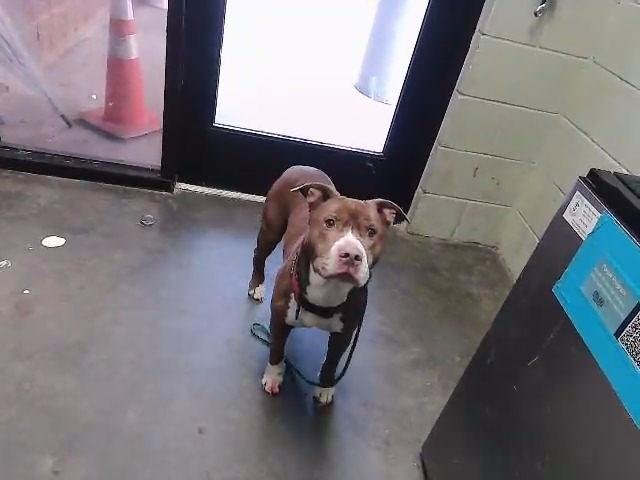 ROOTBEER - Pit Bull Terrier available for adoption