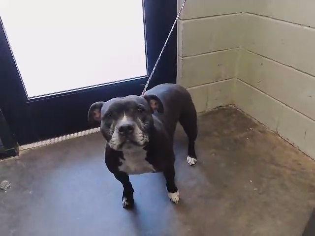 CHONKY - Pit Bull Terrier available for adoption