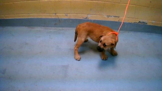 DARK - Brussels Griffon available for adoption