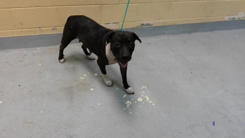 FREYA - Pit Bull Terrier available for adoption