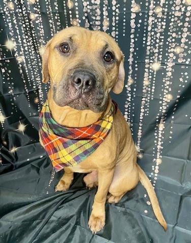 TANNER - Pit Bull Terrier available for adoption