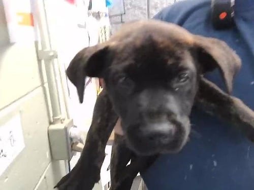 MAYBELL - Pit Bull Terrier available for adoption