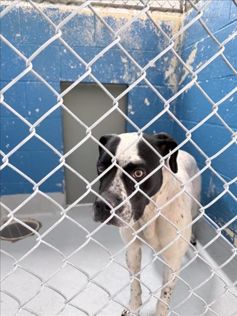 MELISSA - Boxer / Pit Bull Terrier available for adoption