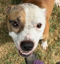 WYATT - Photo 1