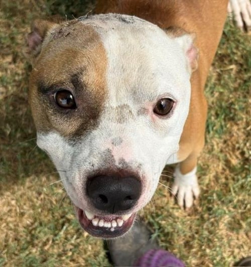 WYATT - Pit Bull Terrier available for adoption