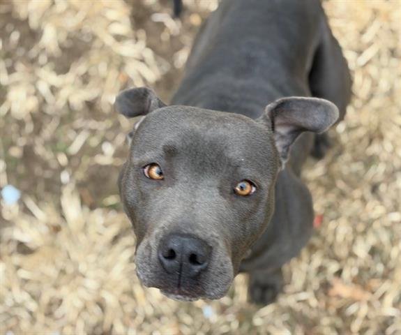 SNICKERS - Pit Bull Terrier available for adoption