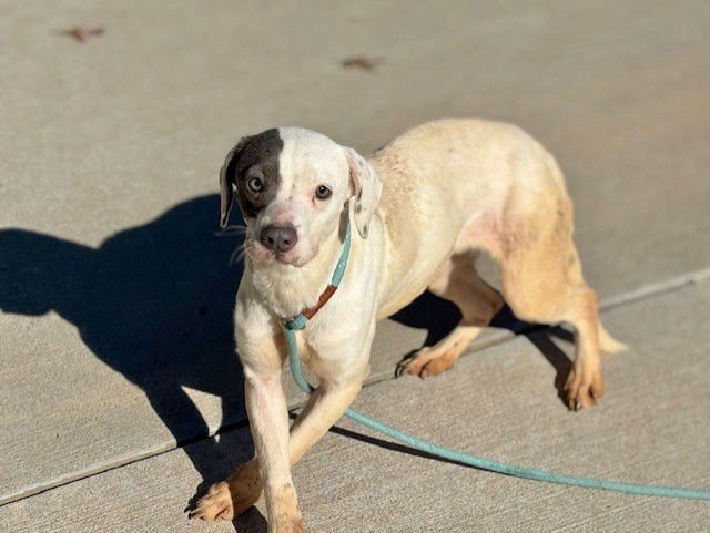 MARY - Pit Bull Terrier available for adoption