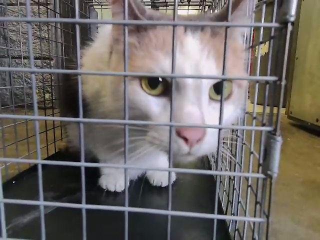 CALI - Domestic Short Hair available for adoption