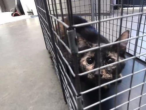 CAMRY - Domestic Short Hair for adoption in Broken Arrow