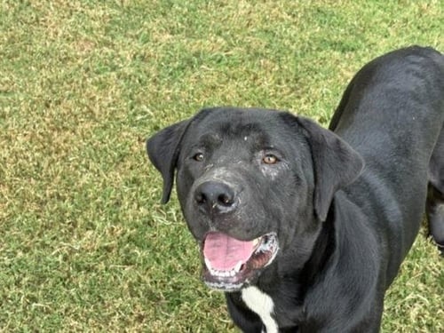 BLADE - Cane Corso Mastiff available for adoption
