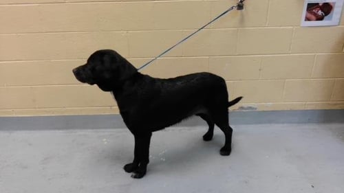 BLADE - Cane Corso Mastiff available for adoption