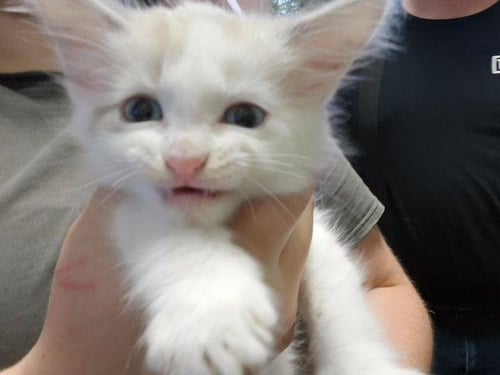 BLIZZARD - Domestic Long Hair available for adoption
