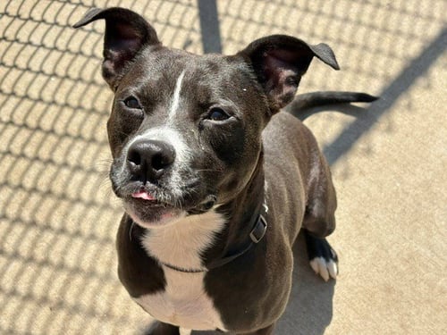 RUNNER - Pit Bull Terrier available for adoption