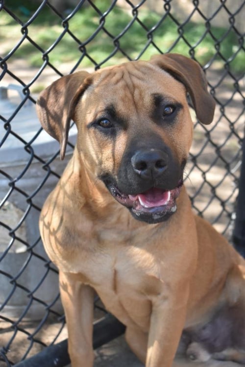 FREDRICK - Mastiff available for adoption
