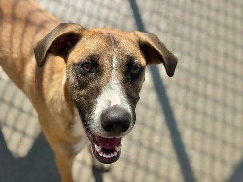 FANCY - Belgian Shepherd Malinois available for adoption