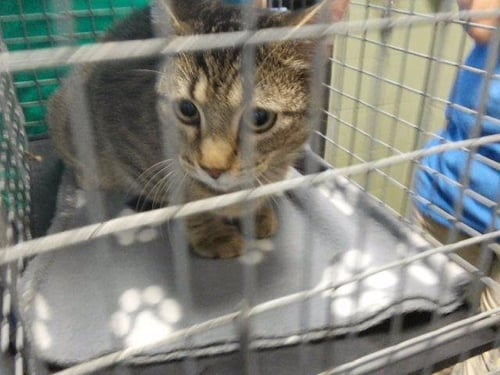 EXPRESSO - Domestic Short Hair available for adoption