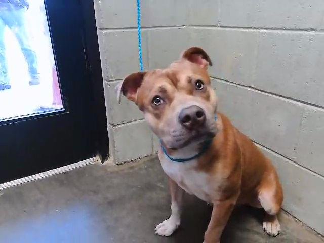 TONY - Pit Bull Terrier available for adoption