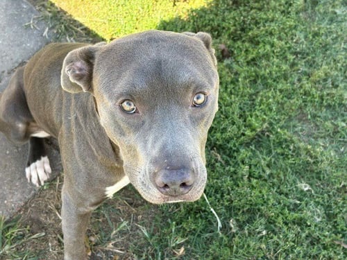 CHICKEN - Pit Bull Terrier available for adoption