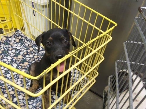 1 - Pit Bull Terrier available for adoption