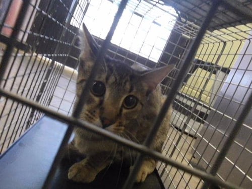 TOBI - Domestic Short Hair for adoption in Tulsa