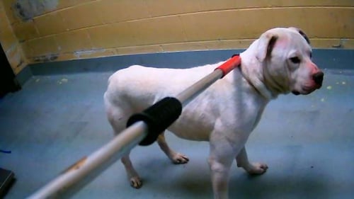 CAPYBARA - Pit Bull Terrier available for adoption