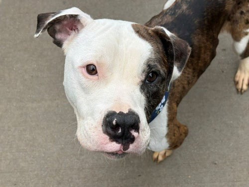 ZIGGY - Pit Bull Terrier available for adoption