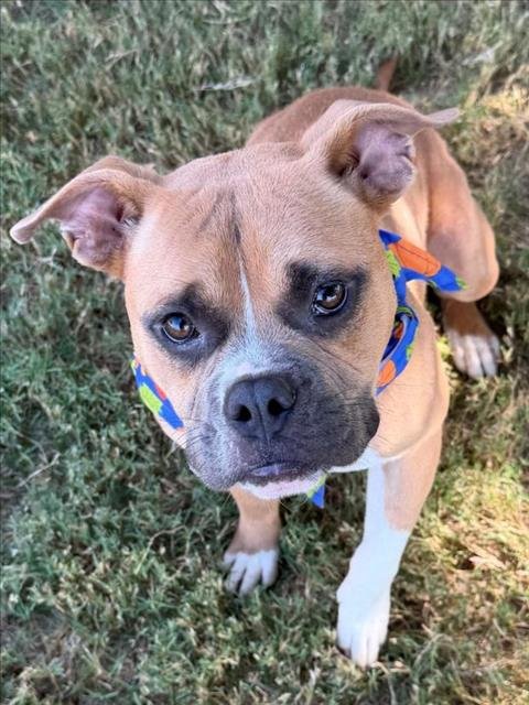 CHICKEN STRIP - American Bulldog available for adoption