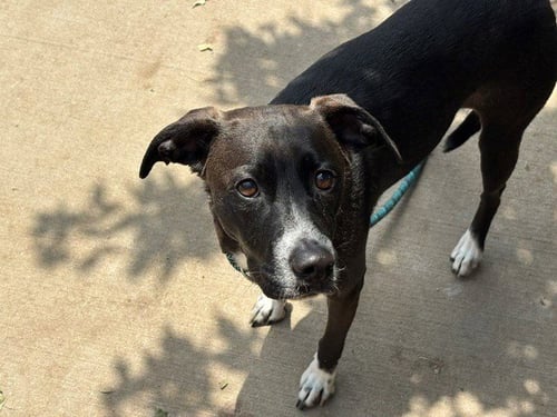 LADY - Pit Bull Terrier available for adoption