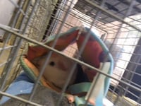 BANJO - Photo 1