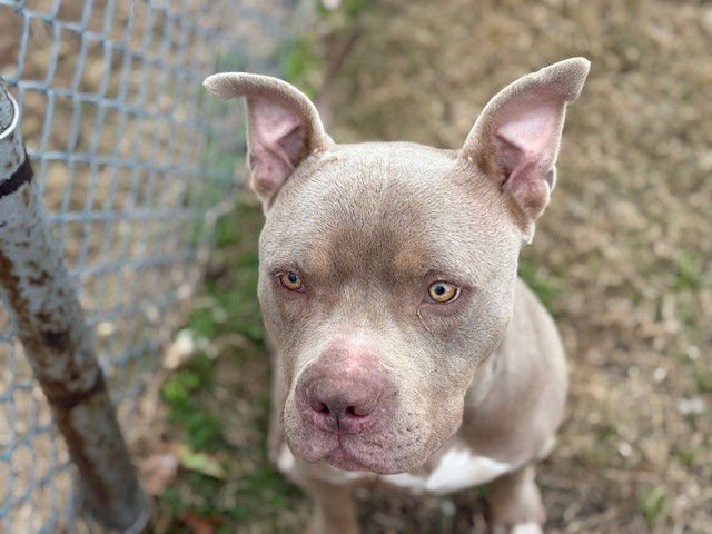 WALLY - Pit Bull Terrier available for adoption