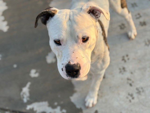 YALE - Pit Bull Terrier available for adoption