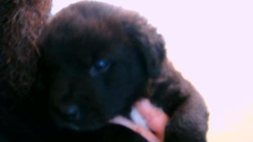SPRUCE - Pit Bull Terrier available for adoption
