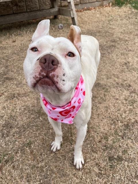 CLARESSA - Pit Bull Terrier available for adoption