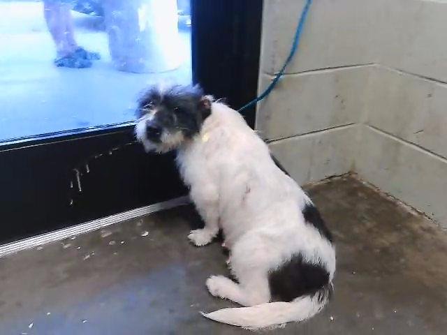 CICI - Schnauzer available for adoption