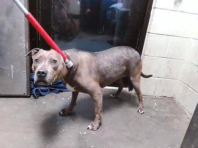 LOLLIE - Pit Bull Terrier available for adoption