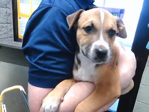 SAIL BOAT - Pit Bull Terrier available for adoption