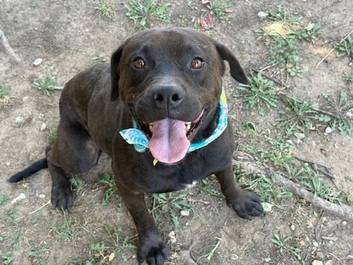 TAX - Pit Bull Terrier available for adoption