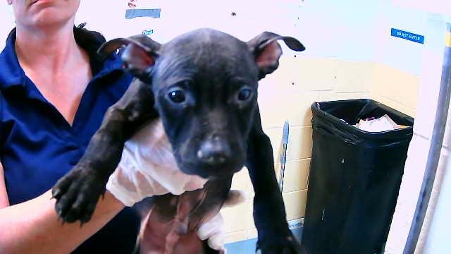 THOR - Pit Bull Terrier available for adoption