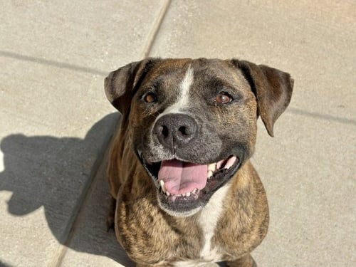 HILDA - Pit Bull Terrier available for adoption