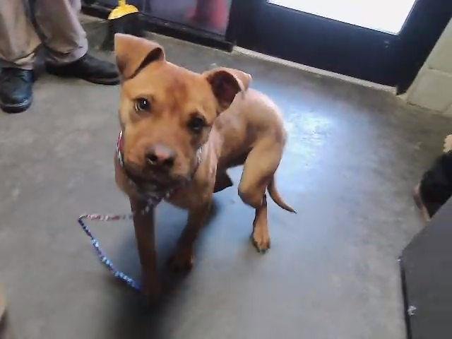 BUGGY - Boxer available for adoption