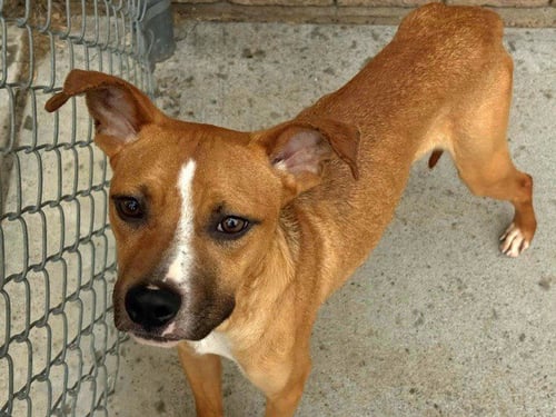 ROY - Pit Bull Terrier available for adoption
