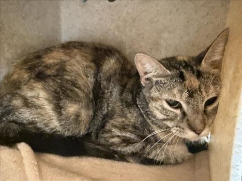 AMELIA - Domestic Short Hair available for adoption