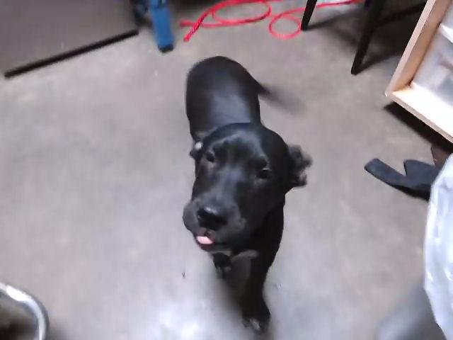 BRIAN - Labrador Retriever available for adoption