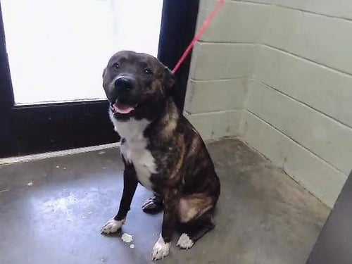 FRANKIE - Pit Bull Terrier available for adoption