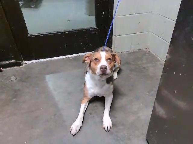 NIKITA - Australian Shepherd available for adoption