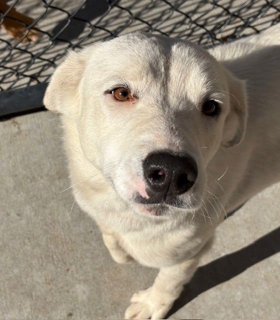 WINTER - Great Pyrenees available for adoption